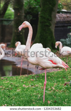 Group of flamingos on the edge of  a puddle iin Burgers' Zoo in The Netherlands