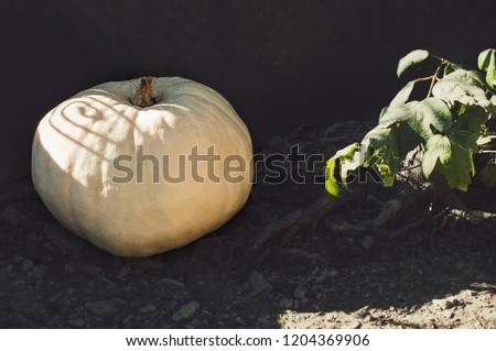 Thanksgiving, Halloween autumn decoration, with white big pumpkin, black background.