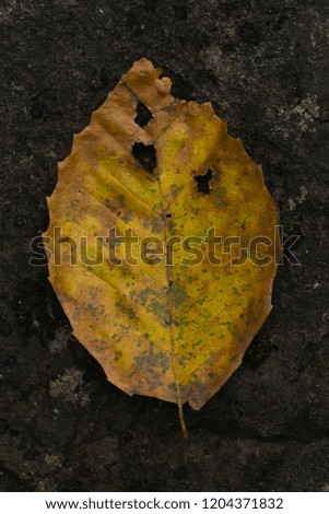 Close-up of a single yellow and brown autumn leaf resting on a rock.