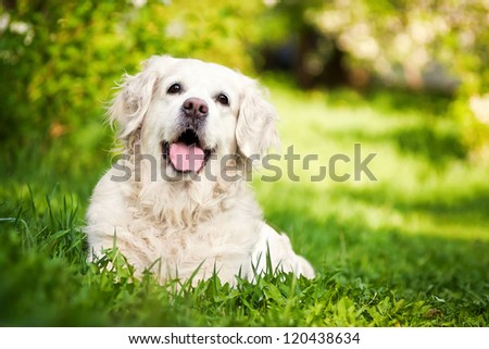 Happy Golden Retriever stay on the grass in the summer Royalty-Free Stock Photo #120438634