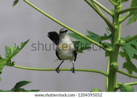 Tropical Mockingbird standing on a branch of a Papaya tree in Motul, Yucatan, Mexico.