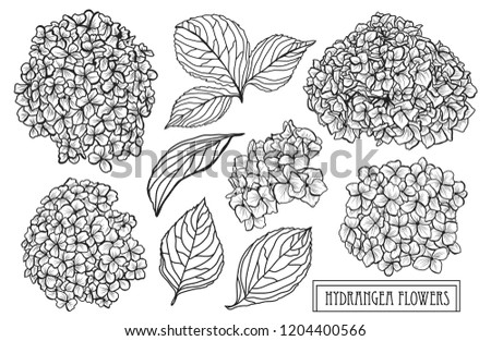 Decorative hydrangea  flowers set, design elements. Can be used for cards, invitations, banners, posters, print design. Floral background in line art style
