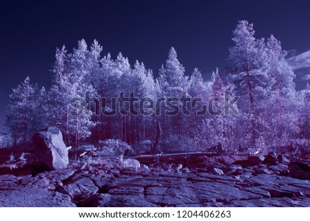 infrared photography, pines on large stones, North Karelia