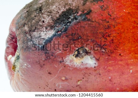 A macro photography of a grape with defect skin and fungus.