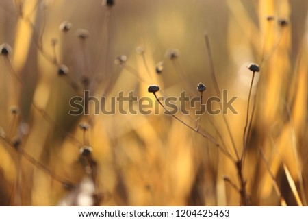 Sepals of dry flower on nature background