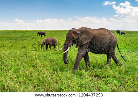 African elephants or Loxodonta cyclotis in nature Royalty-Free Stock Photo #1204437253