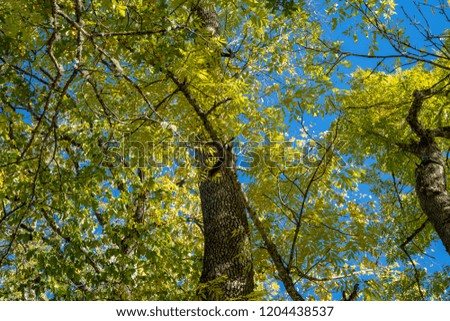 Trees with bright yellow and green autumn leafs against a blue sky. A squirrel looking down at the photographer