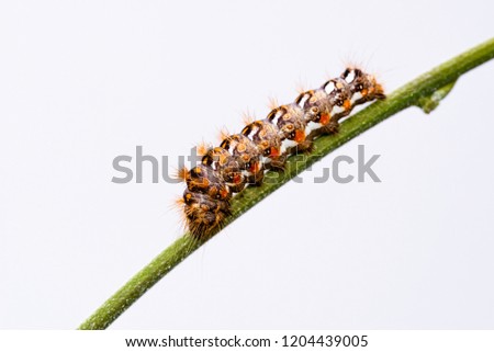Horizontal photo with colorful caterpillar. Bug is perched on green stem. Insect is captured on light background. Color of bug is white, black and orange. Body is covered by long hairs.