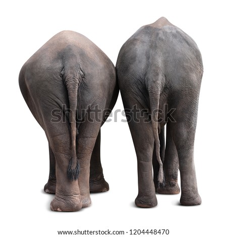 Backside of the couple Asian elephant isolated on white background with clipping path