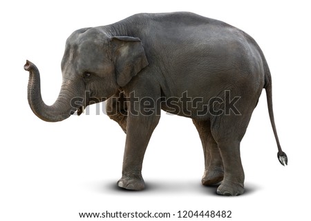 Cute baby Asian elephant isolated on white background with clipping path