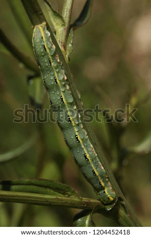 caterpillar on green leaf.