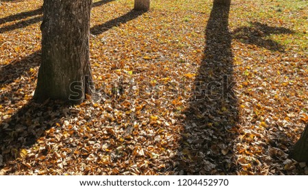 the evening sun creates interesting shadows on the ground covered with autumn leaves
