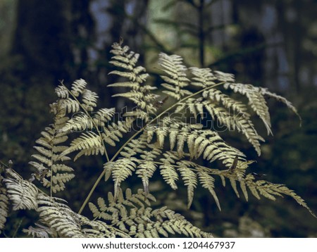 Bracken (Pteridium aquilinum) turned yellow in the shady autumn forest