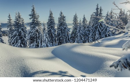 Awesome wintry landscape. Winter mountain forest. frosty trees under warm sunlight. picturesque nature scenery. creative artistic image. Nature background. Christmas concept. for holiday postcard