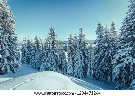 Majestic Mountain Winter Landscape. Breathtaking Alpine Highlands in Sunny Day. impressively beautiful Winter Forest under Sunlight. Inscredible Wintry Scene. Picture of wild area. Postcard