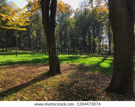 solitude in the shade of the autumn park
