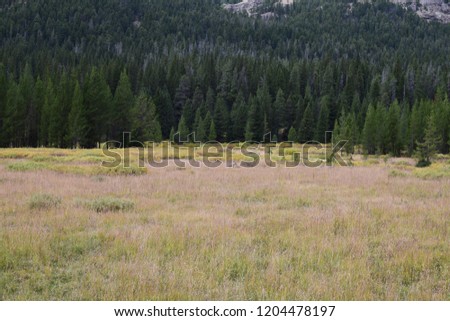Prairie at Yellowstone National Park with a wolf and mountains in the background near Fossil Forest at the Northeastern entrance