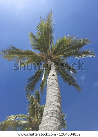 Palm in Islamorada Key, Florida