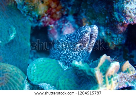 Wild spotted moray eel grand cayman