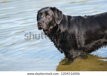Black Labrador Retriever male adult, standing in a pond and ready to play.