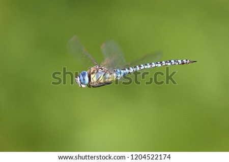 Migrant hawker, blue-eyed hawker (Aeshna affinis), male