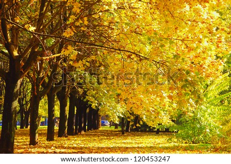 Beautiful autumn trees with yellow leaves in park