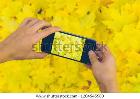 A hand with phone is making a photo of autumn fall leaves. Autumn yellow leaves background. Top view