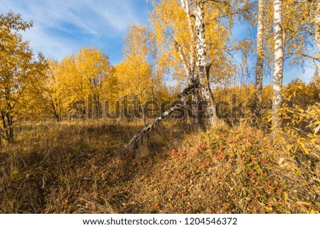 Russian nature autumn landscape with trees with yellow leaves in the sun Indian summer day
