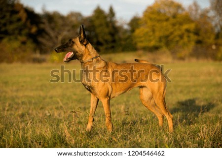 brown dog Belgian Malinois with tongue out  standing in high grass by sunset
