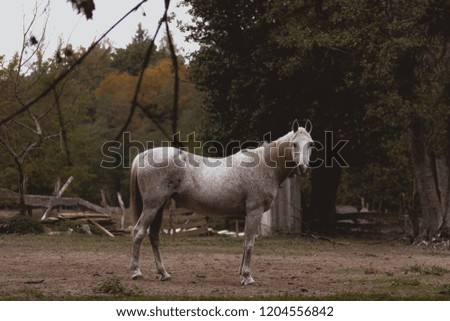 A grey horse looking at the photographer on a farm in Poland