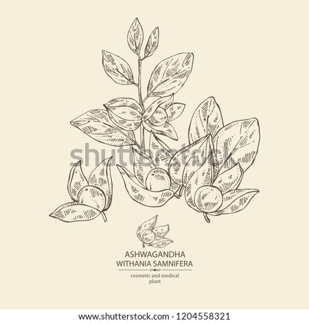Ashwagandha: branch, berries of withania somnifera . Cosmetic and medical plant. Vector hand drawn illustration. 