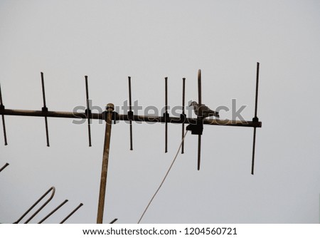 A bird on the antenna in Thailand in the rainy day