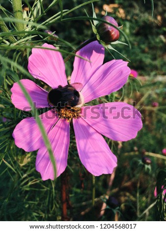 A bee landed on pink Cosmos flower blooming in the garden, close up