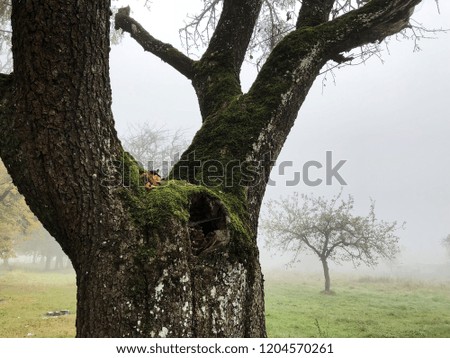 Old tree. Foggy morning. Garden. Nature background.