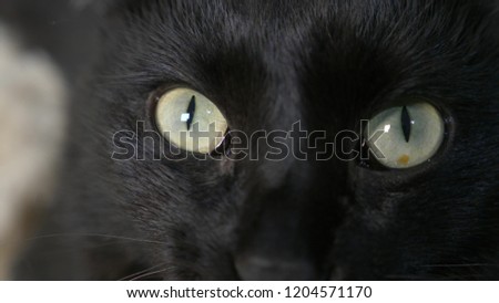 close-up, green eyes of a black cat.