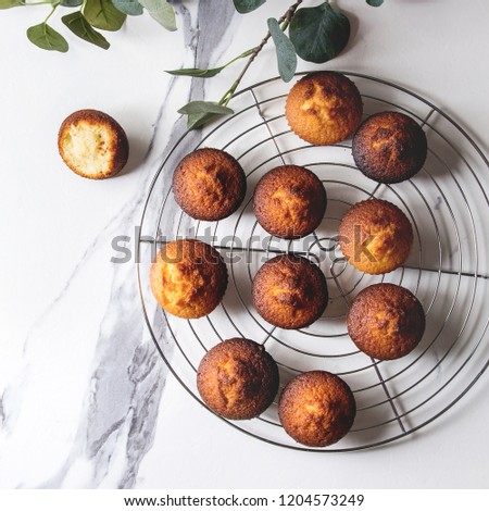 Fresh baked homemade lemon cakes muffins standing on cooling rack with eucalyptus branch over white marble texture background. Flat lay, space. Square image