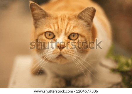 Beautiful cat cute sitting on the warm sunny background, sneaking, little scary emotion expression