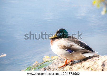 wild male duck basking on the stone