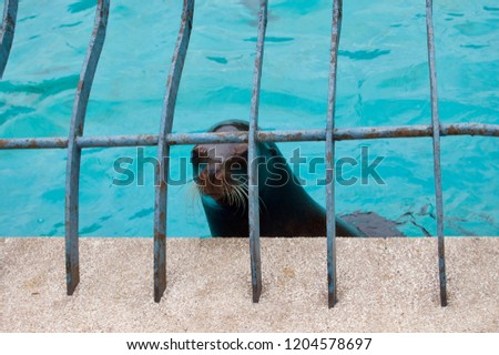 Close-up of the head of a beautiful seal (sea lion) behind the bars of a pool with turquoise water in a park	