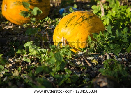 Pumpkin in the garden, halloween background