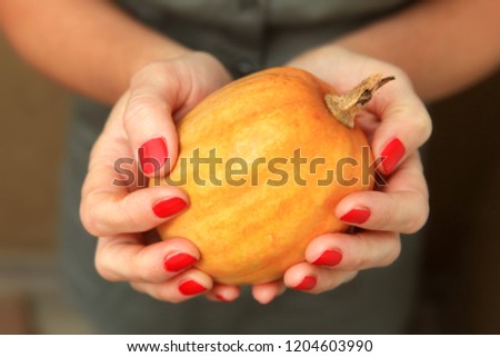 small pumpkin in hands of woman, vegetable which is grown up by farmer
