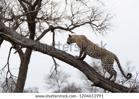 Leopard in trees - Greater Kruger National Park