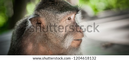 Portrait of long tailed macaque monkeys at sacred monkey forest. Ubud, Bali, Indonesia