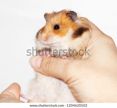Syrian hamster in the hands of a man on a white background