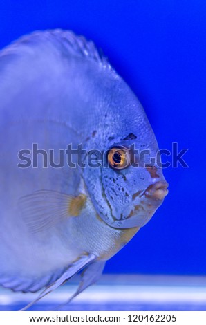 Blue symphysodon discus or Pompadour.This photo was taken at Thailand fish show.