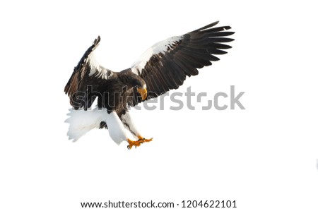 Steller's sea eagle in flight. Adult Steller's sea eagle . Scientific name: Haliaeetus pelagicus. Isolated on white background.