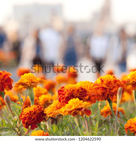 beautiful fluffy marigolds blooming in a flowerbed in a summer city park and silhouettes of walking people