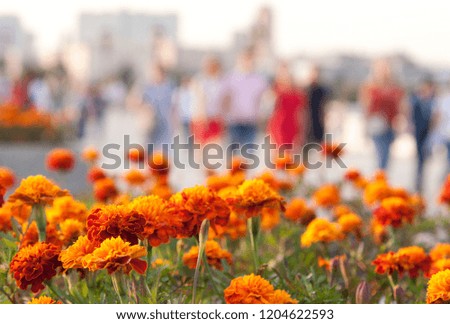 beautiful fluffy marigolds blooming in a flowerbed in a summer city park and silhouettes of walking people