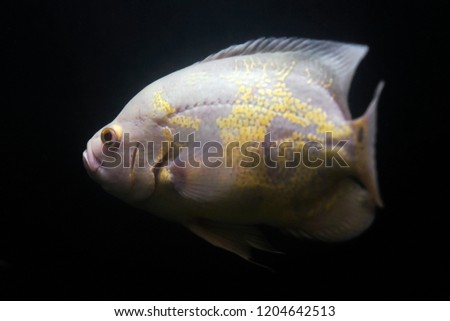 Oscar Albino Fish, Astronotus Oscellatus