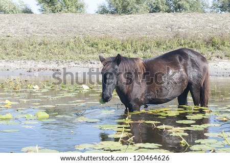 Horse grazing waterlily leaves in Danube Delta